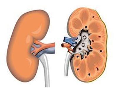 医用微量元素检测仪品牌之元素防治肾病?山东国康