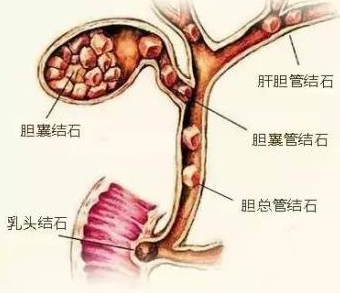 血液星空体育厂家提醒老人缺钾的危害 血液星空体育厂家提醒老人缺钾的危害