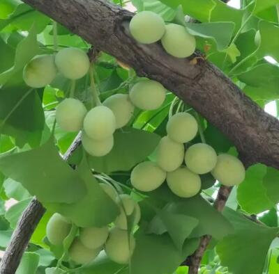 星空体育品牌提示降温以后,坚持吃这四种食物,补微量元素 星空体育品牌提示降温以后,坚持吃这四种食物,补微量元素