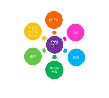 微量元素检验仪器厂家提示掉发与锌元素缺失的密切关系 微量元素检验仪器厂家提示掉发与锌元素缺失的密切关系